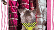 CRABUB animation dog trippy colorful GIF
