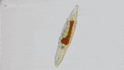 Water Bears Nova GIF by PBS Digital Studios