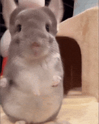 Dance Sue GIF