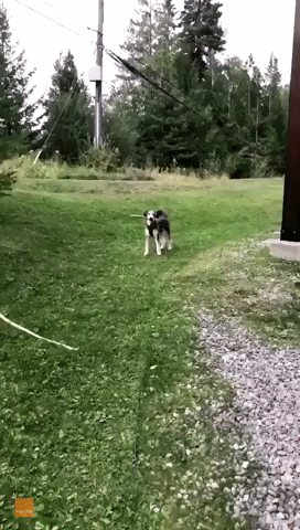 Branchin' Out—Kid Learns to Fetch Sticks in His Mouth With New Dog Friend