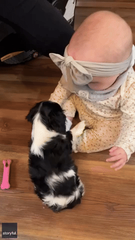 Adorable Puppy Climbs Into Baby's Lap to Become Instant Best Friend