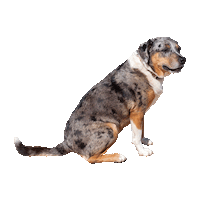 Happy Good Girl Sticker