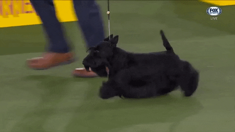 GIF by Westminster Kennel Club