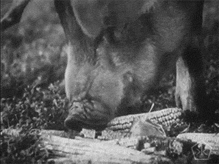 GIF by Okkult Motion Pictures
