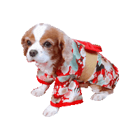 Dogs Love Sticker
