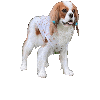 Dogs Sticker