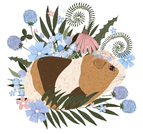 Guinea Pig Summer Sticker