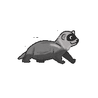 Ferret Sticker