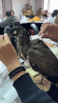 黑冠麻鷺 GIF by Choc Ye