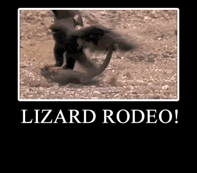 lizard rodeo GIF by Cheezburger