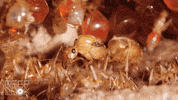 GIF by KQEDScience