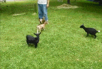 GIF by Random Goat