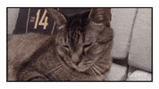 Kitty Ralph GIF