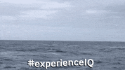 IcebergQuest experienceiq icebergquest explorenl newfoundland boattours GIF