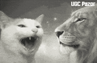 Cat Be Calm GIF by UGCPazar