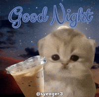 Good Night Cat GIF