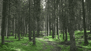 earth tree GIF by Earthjustice