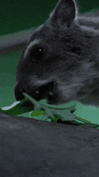 Leafy Greens Eating GIF by Valley Zoo Development Society