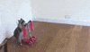 Scooter Raccoon GIF