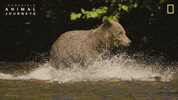 National Geographic GIF by Nat Geo Wild