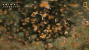 National Geographic GIF by Nat Geo Wild