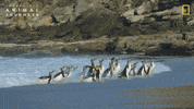 National Geographic GIF by Nat Geo Wild