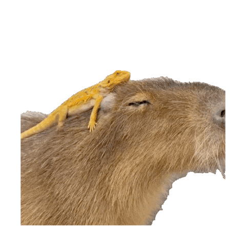 YOUARMYBLINK jennie capybara like jennie jennie capybara Sticker