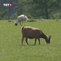 Hungry Plant GIF by TRT