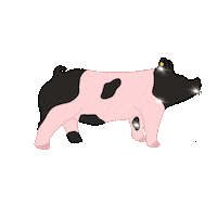 nestatefair pig fair ne showing Sticker