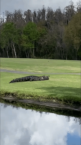 Alligator Spotted With Smaller Gator in its Mouth