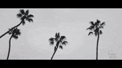 slightlystoopid san diego palm trees slightly stoopid del mar GIF