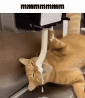 Ice Cream Cat GIF