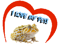 Guinea Pig Love Sticker