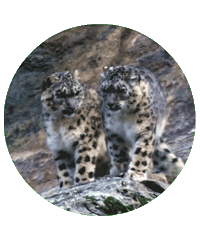 Барс Sticker by kchr