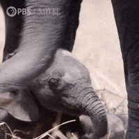 Pbs Nature Baby GIF by Nature on PBS