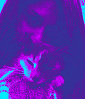 cat love GIF by Morena Daniela