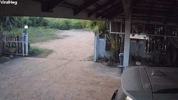 Cat Lounging On Car Roof Goes For An Unintended Ride GIF by ViralHog