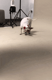annenbergpetspace dog adoption dog ice cream wallis annenberg petspace dr jj GIF
