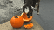 Halloween Eating GIF by Brookfield Zoo Chicago