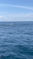 Photographer Has Incredible Encounter With Dozens of Dolphins in Malaysia