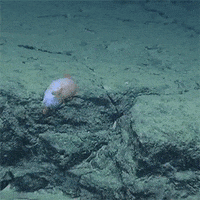 marine life swimming GIF by HuffPost
