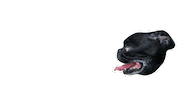 JasonKauz pepe pug lasers pepethepug Sticker