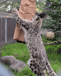 Snow Leopard Indira GIF by Valley Zoo Development Society