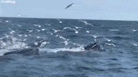 Humpback Whales Feeding 