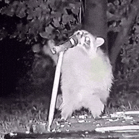 Wildlife Singing GIF by Respective