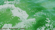 Water Agree GIF