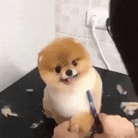 awesome dog GIF by JustViral.Net