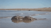 virginia GIF