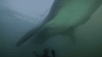 Whale Sharks Are An Endangered Species