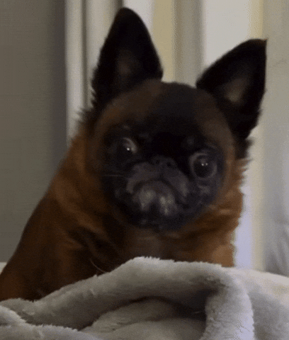Dog Waiting GIF